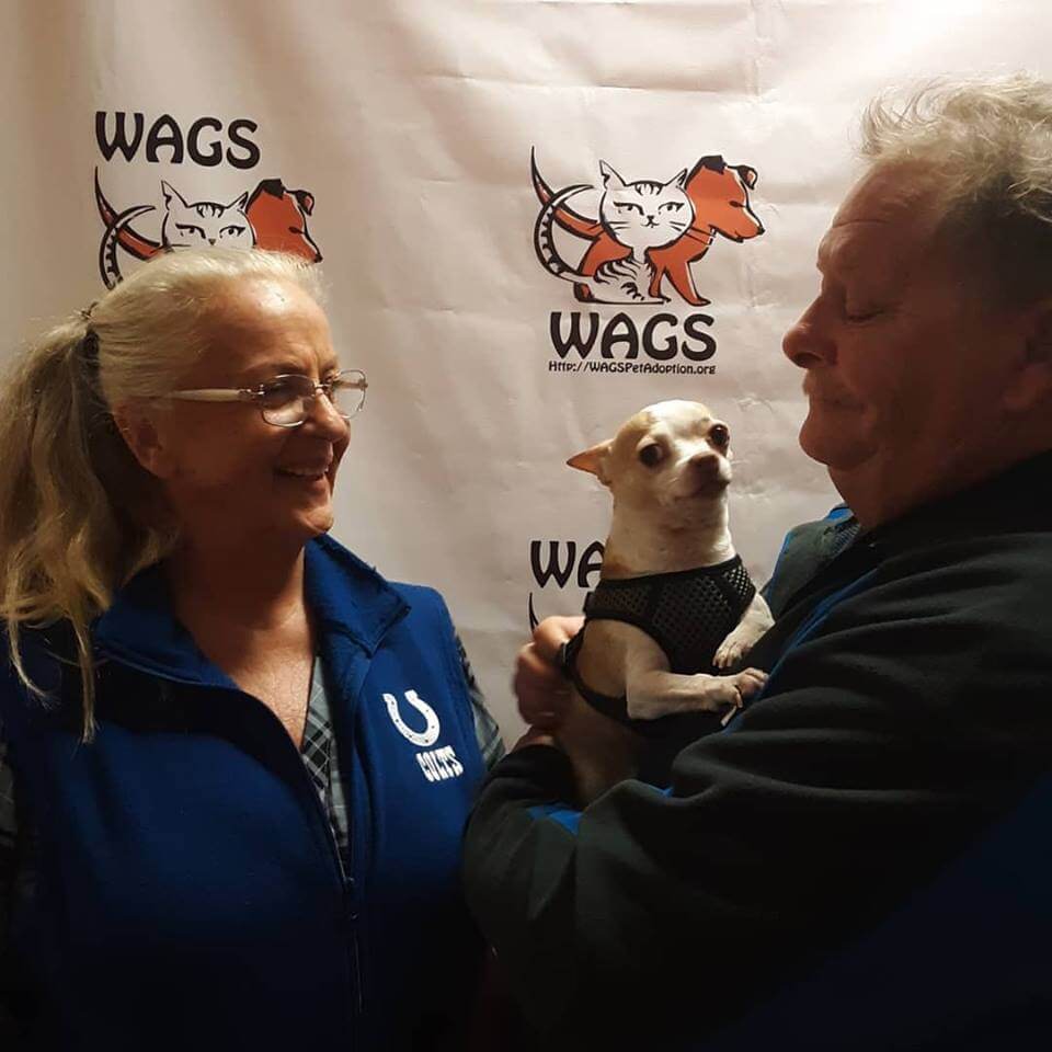 elderly couple adopt a little dog WAGS