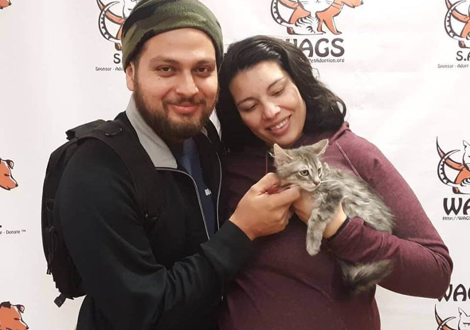 sweet kitten adopted by couple WAGS