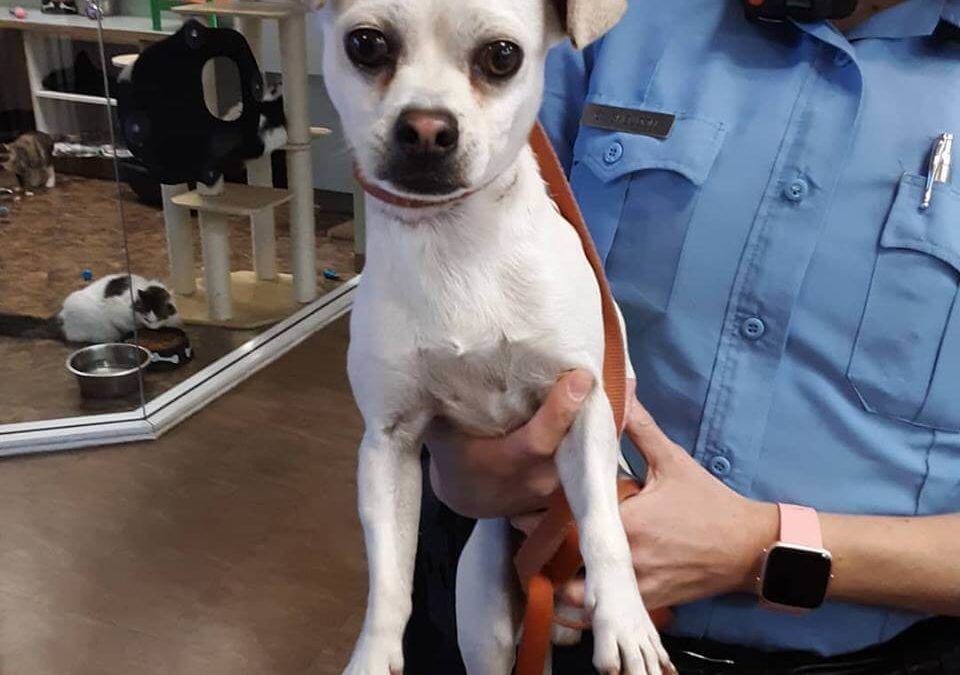 little dog found by WAGS