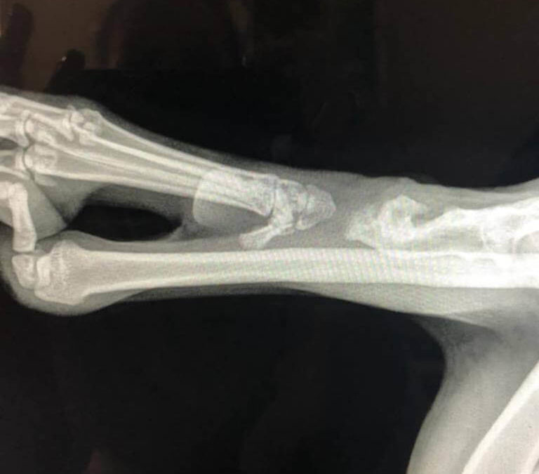 broken x ray pet WAGS