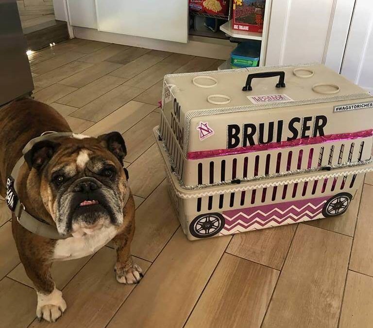 brusier dog cage WAGS