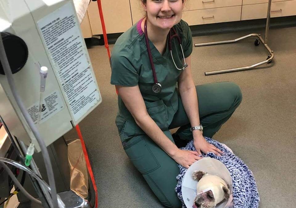 little dog successful surgery WAGS