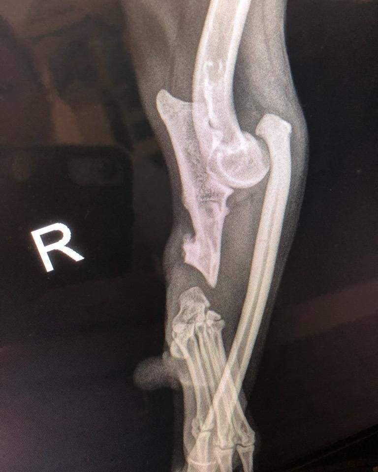 broken x ray pet WAGS