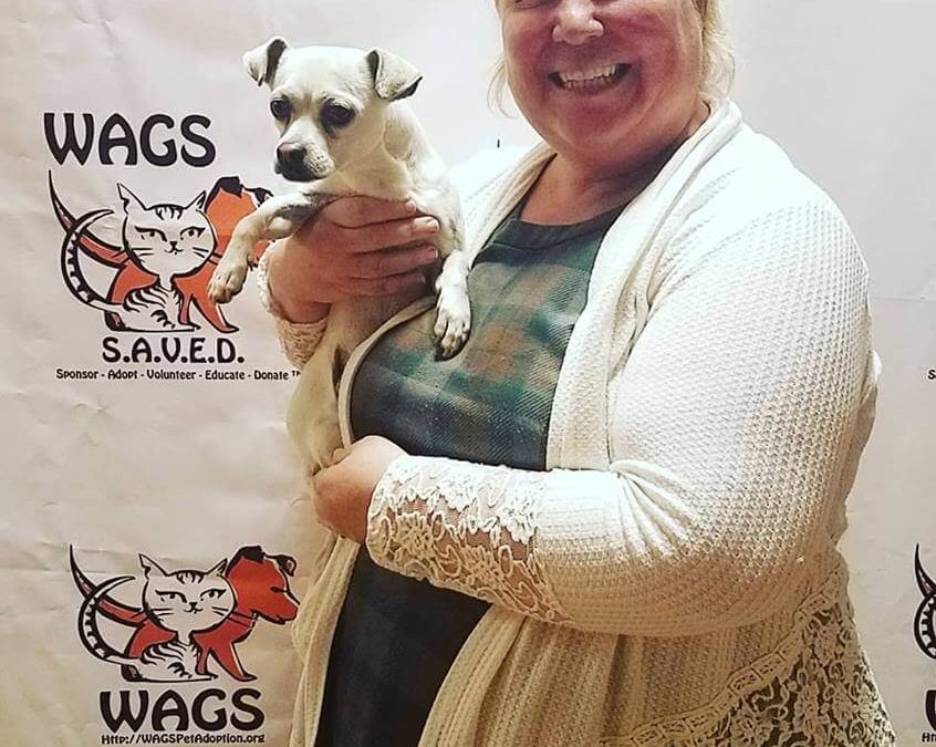 WAGS dog bruiser were adopted