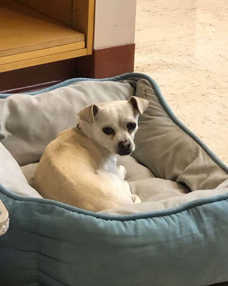 lovely chihuahua 