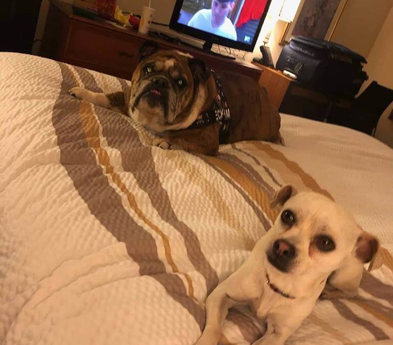 2 cute dogs adopted update WAGS