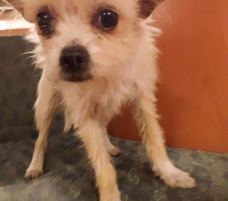 WAGS found terrier