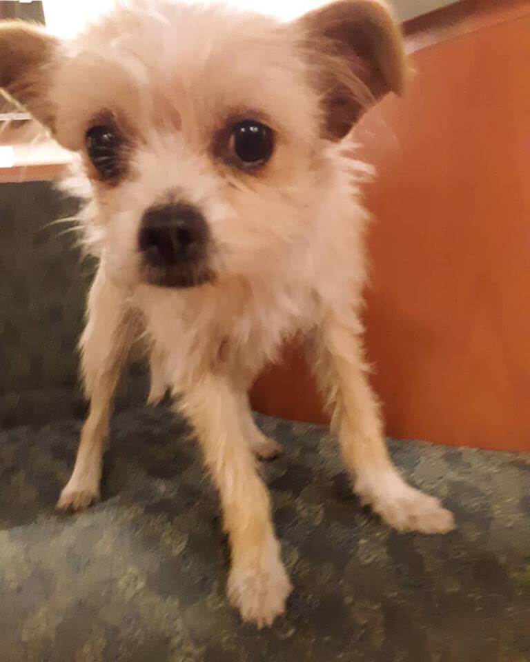 WAGS found terrier