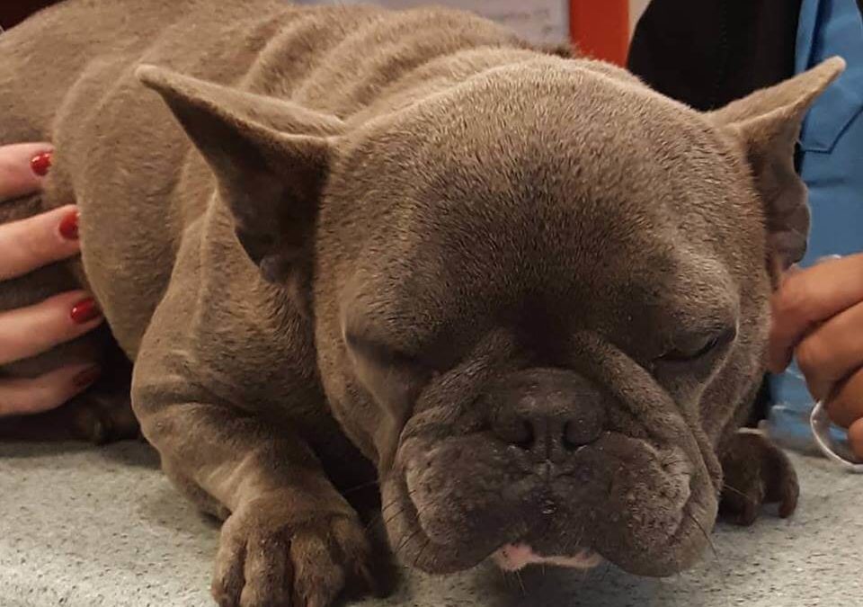 WAGS found frenchie lost pet