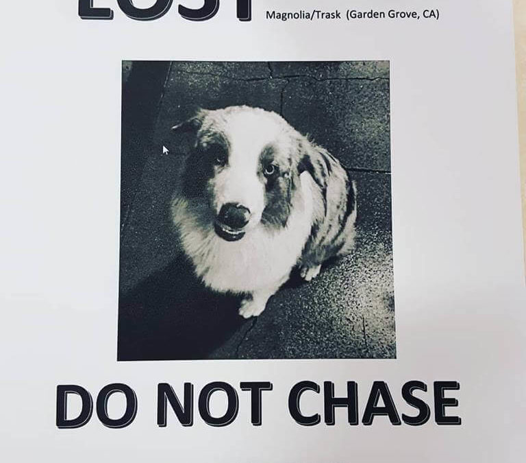 lost dog courtesy post