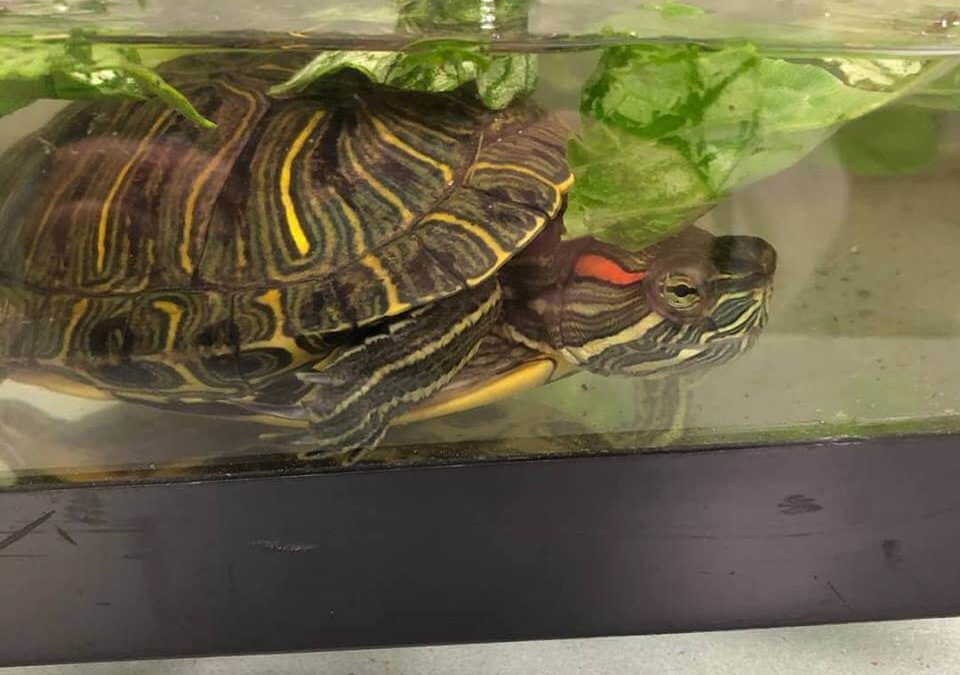 WAGS turtle adoption