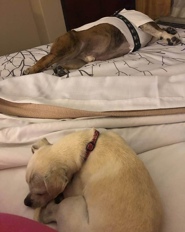 2 dogs sleeping WAGS
