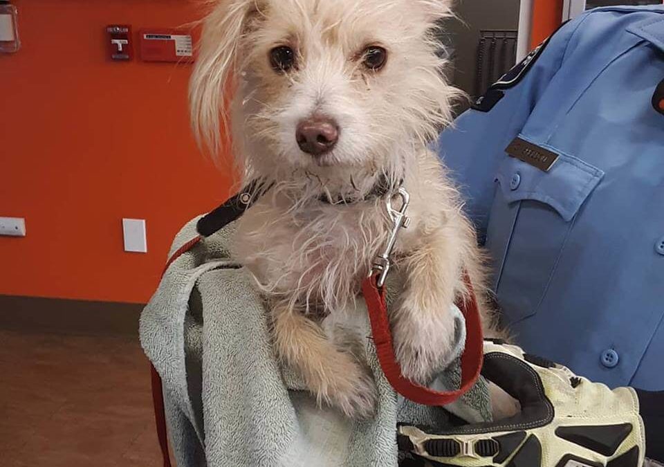 little girl dog found by WAGS tied to a tree
