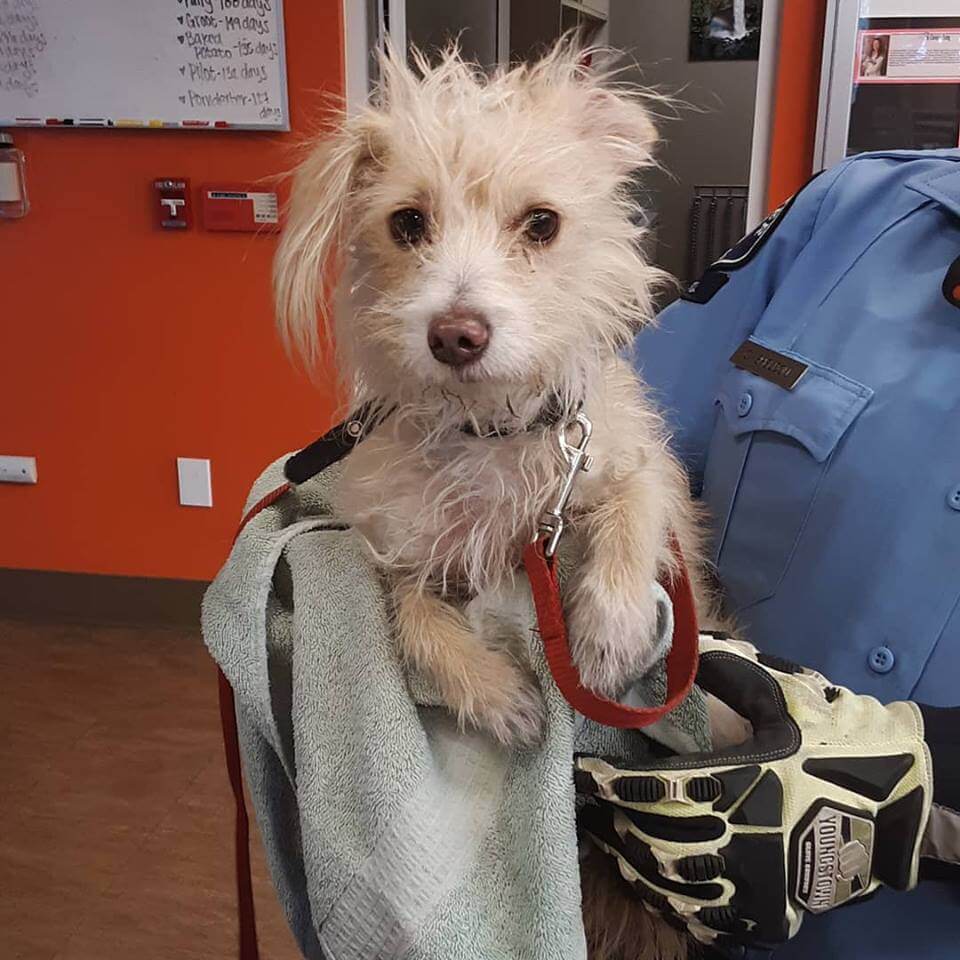 This little girl was seen get tied to a tree off of Cerritos and dale