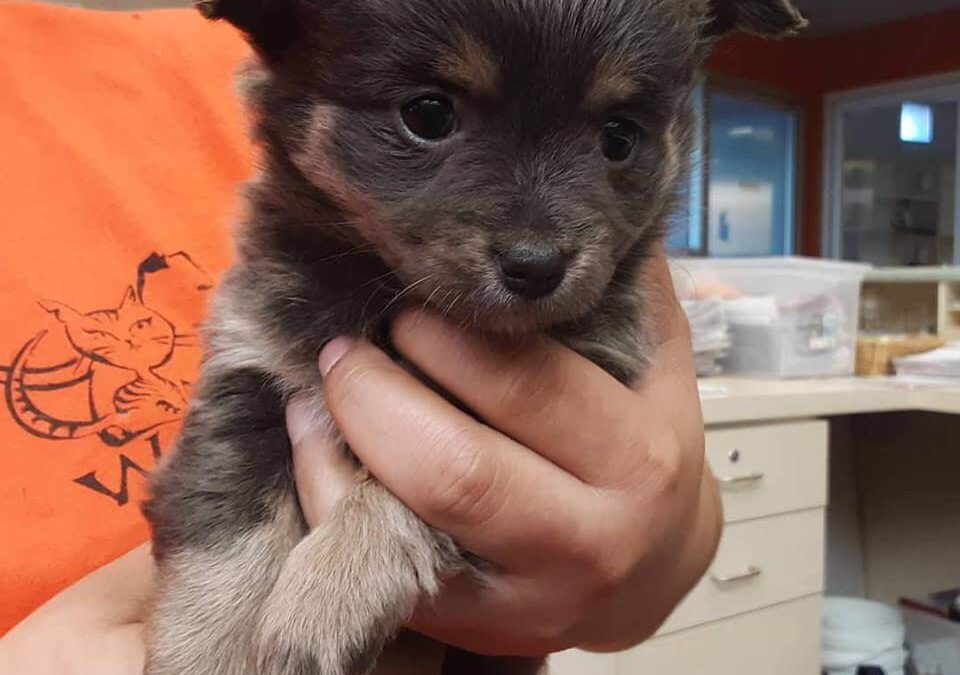cute little puppy for adoption WAGS
