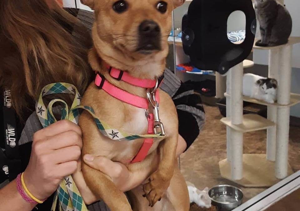 female mix breed found off Katella WAGS