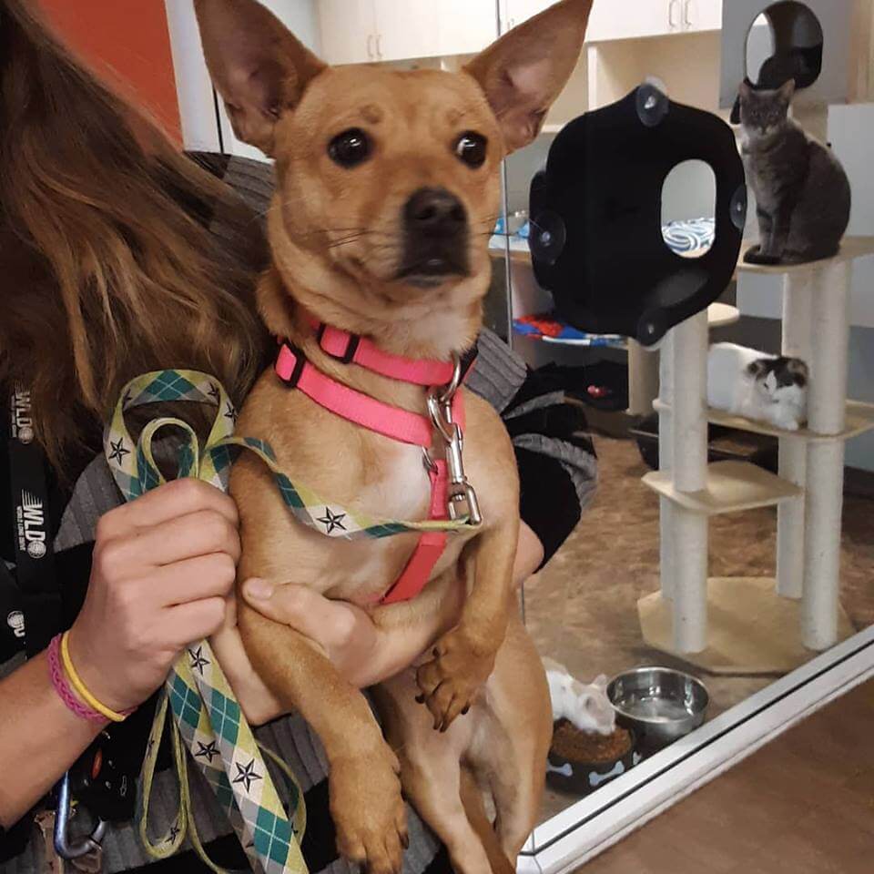 female mix breed found off Katella WAGS