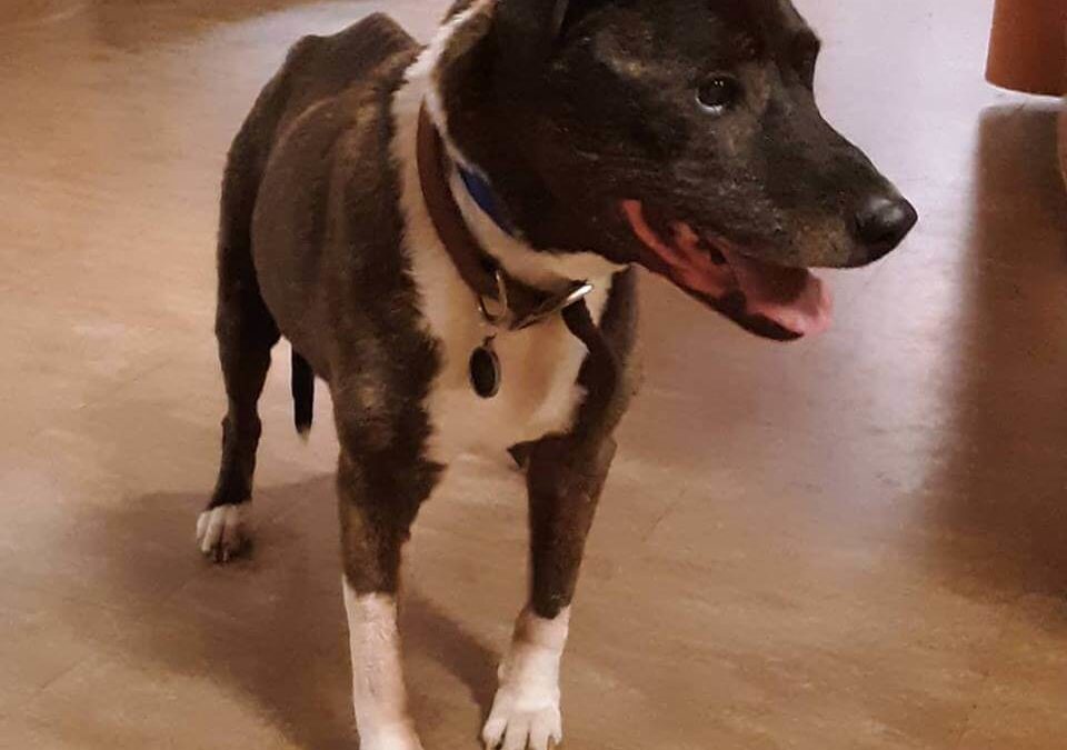 skinny dog found by WAGS Westminster