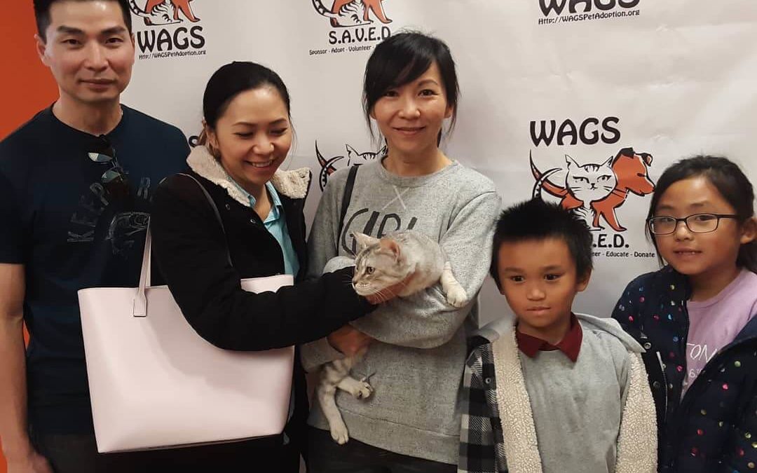 great family adopt platinum cat WAGS