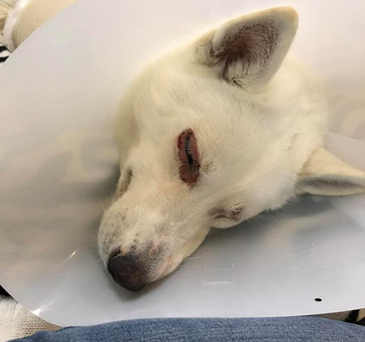 Four and a half hours later…Hiccup is out of surgery and in recovery