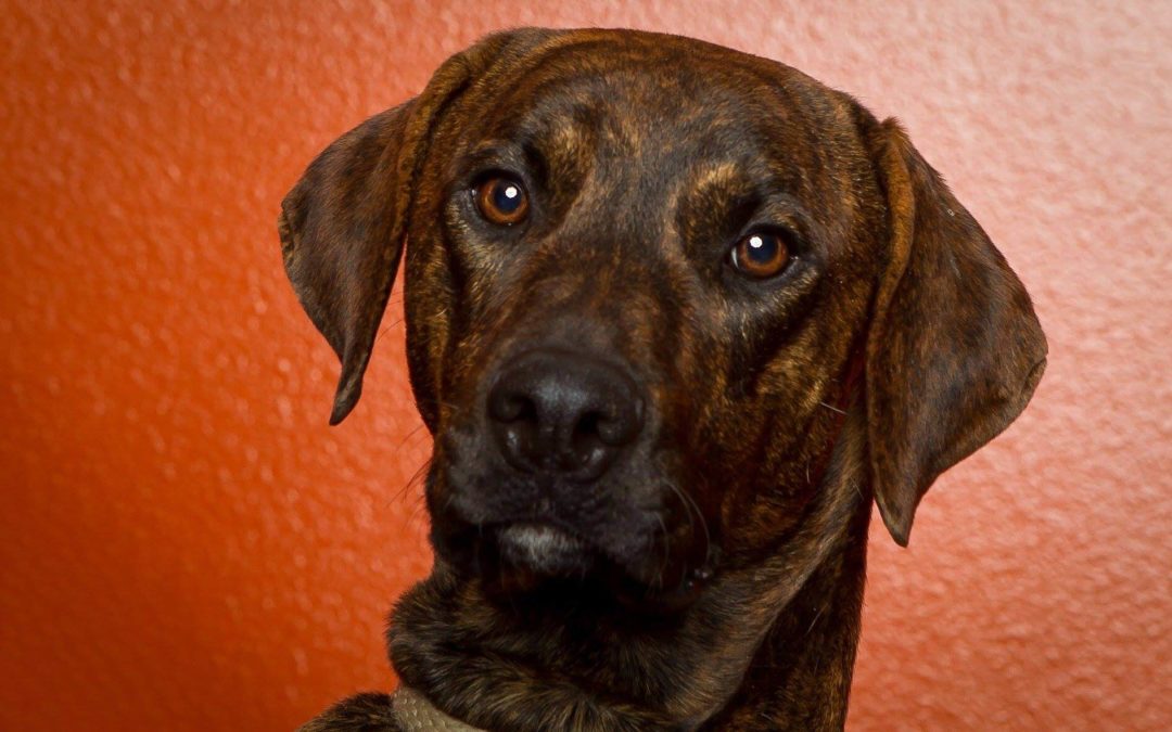 WAGS dog Camo needs foster
