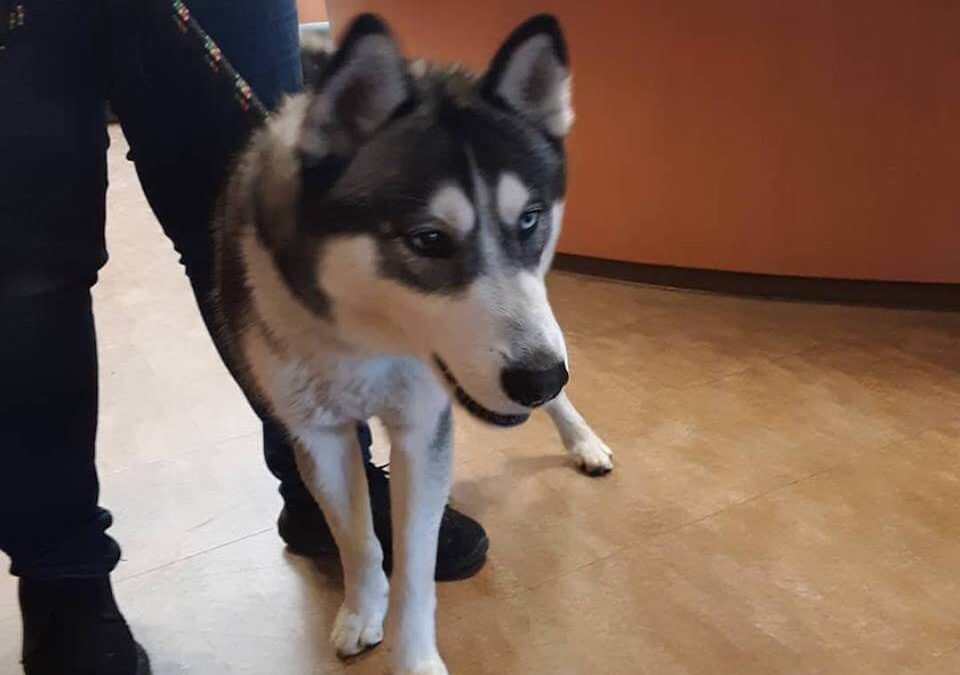 dog husky found at westminster