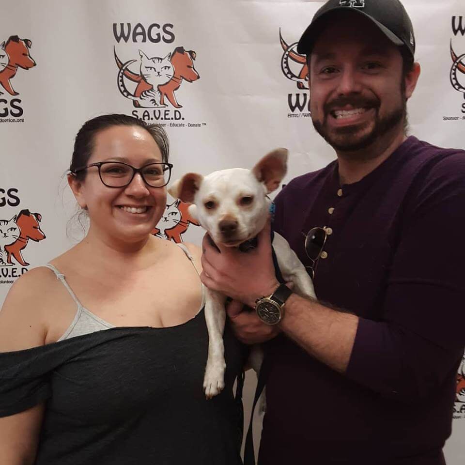 great dog adopt by new owner WAGS