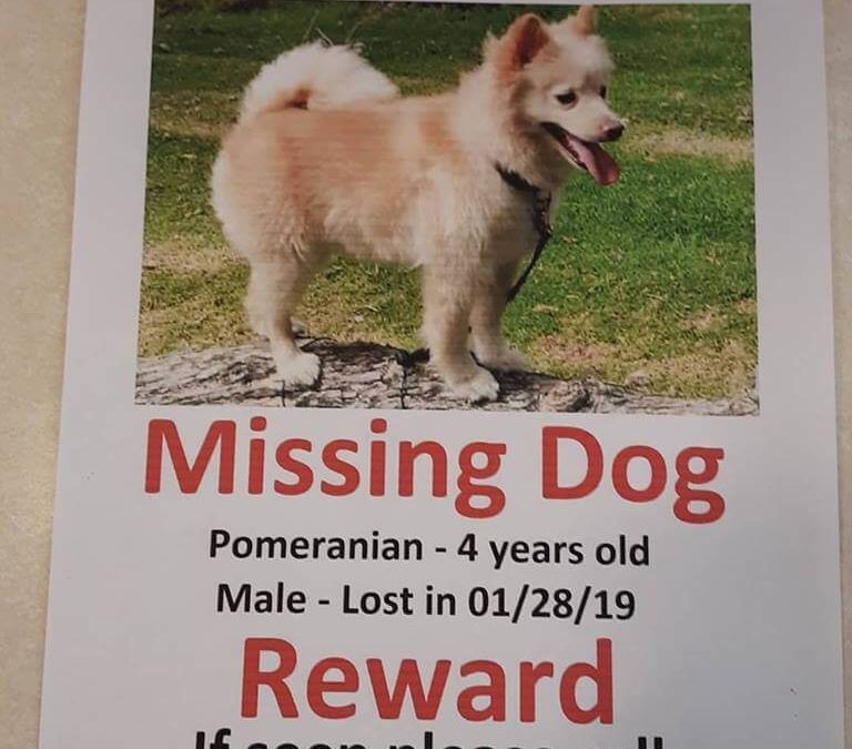 missing dog pomeranian WAGS