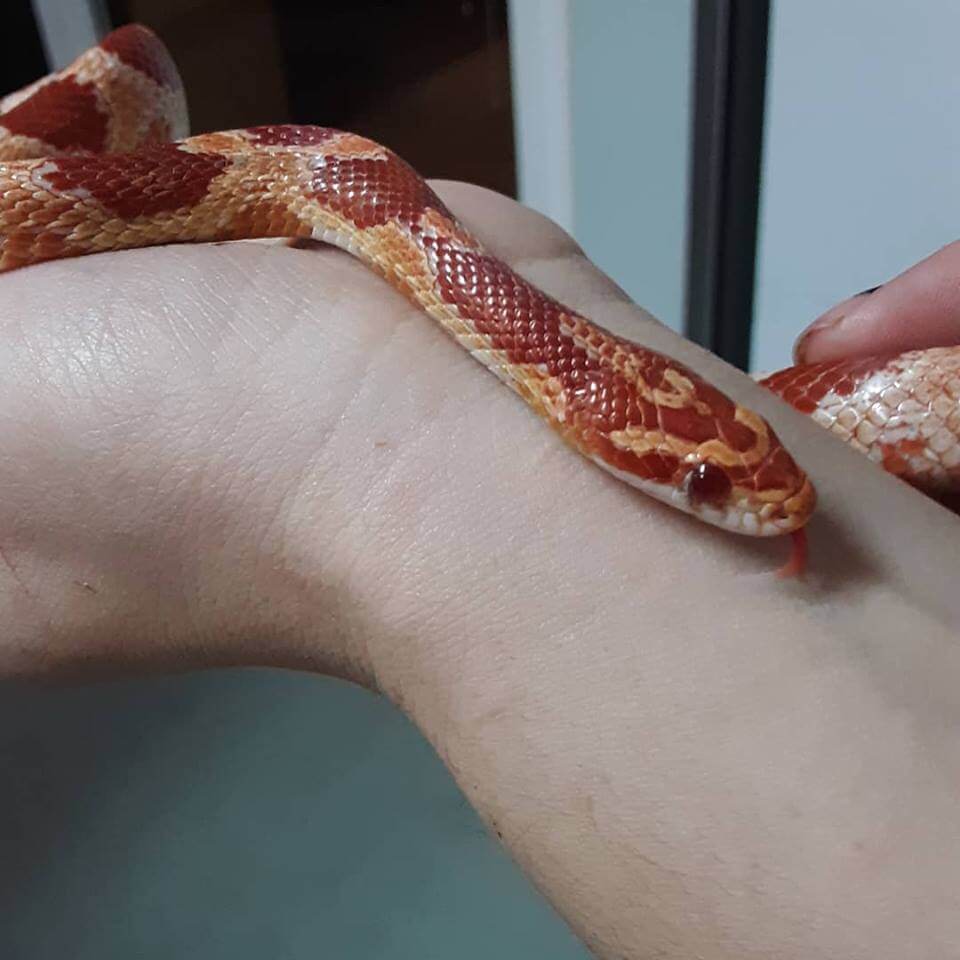 This Cute Little Corn Snake Was Found This Morning Abandoned In Front Of Our Building In His Tank Animal Shelter Services Wags Pet Adoption In Westminster Ca,How To Get Rid Of Flies In Potted Plants