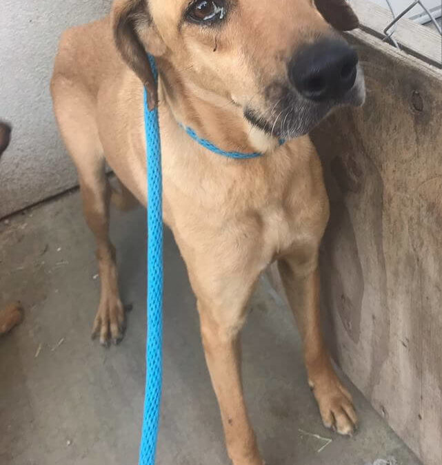 scared dog girl is for adoption WAGS