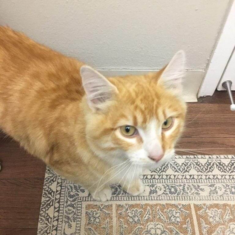 orange & white cat courtesy post WAGS