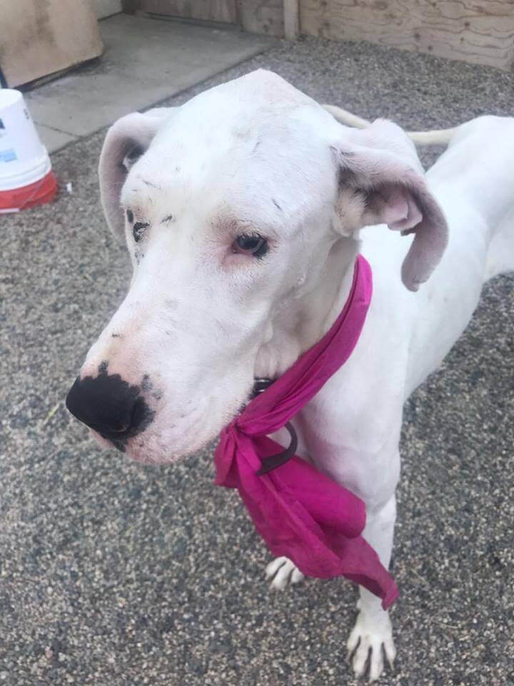 spaying a great dane