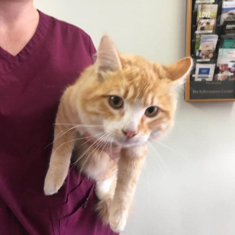 COURTESY POST Found orange tabby & white cat WAGS Pet Adoption