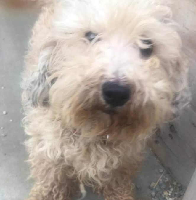 WAGS dog Ariba for adoption