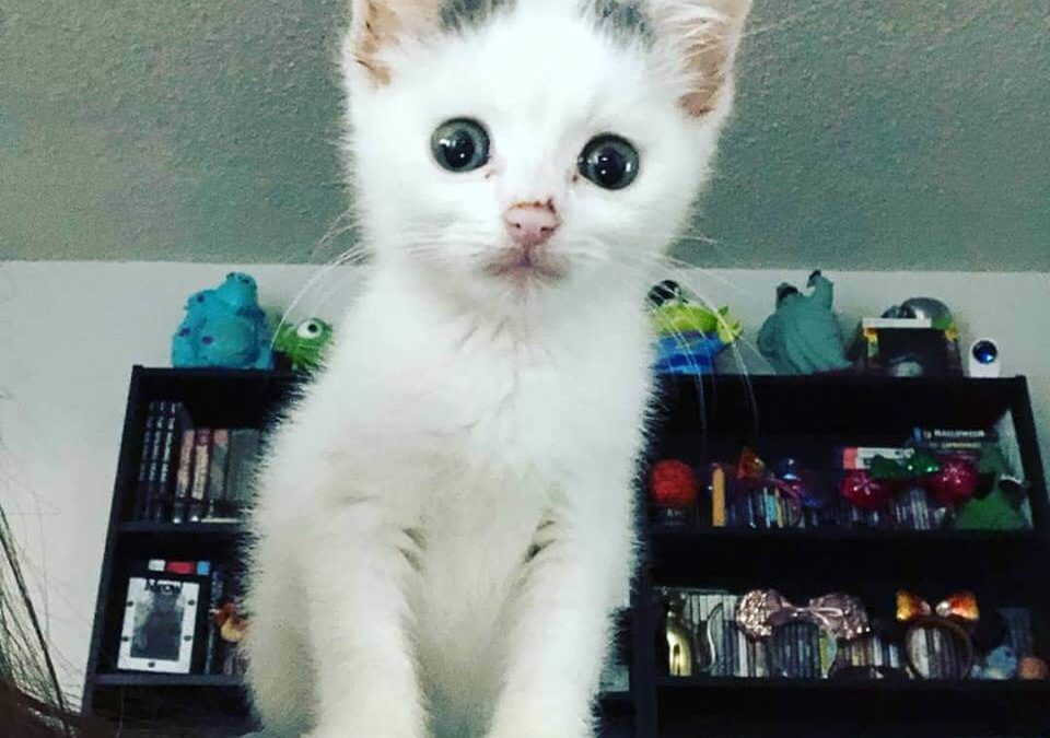 cute little white kitten WAGS