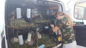 wags rabbot arrive at rabbit sanctuary