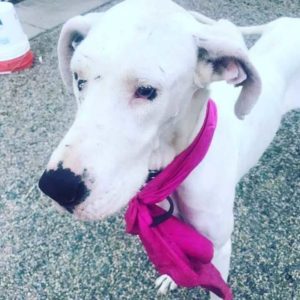 white dog for adoption WAGS