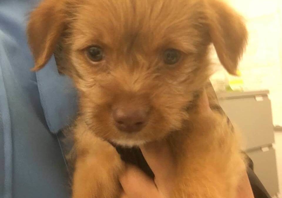 sweet little puppy found by WAGS