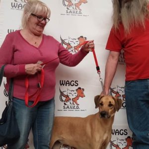 lucky dog now adopted WAGS