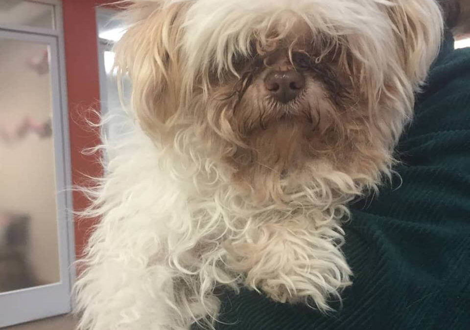 little furry dog found by WAGS