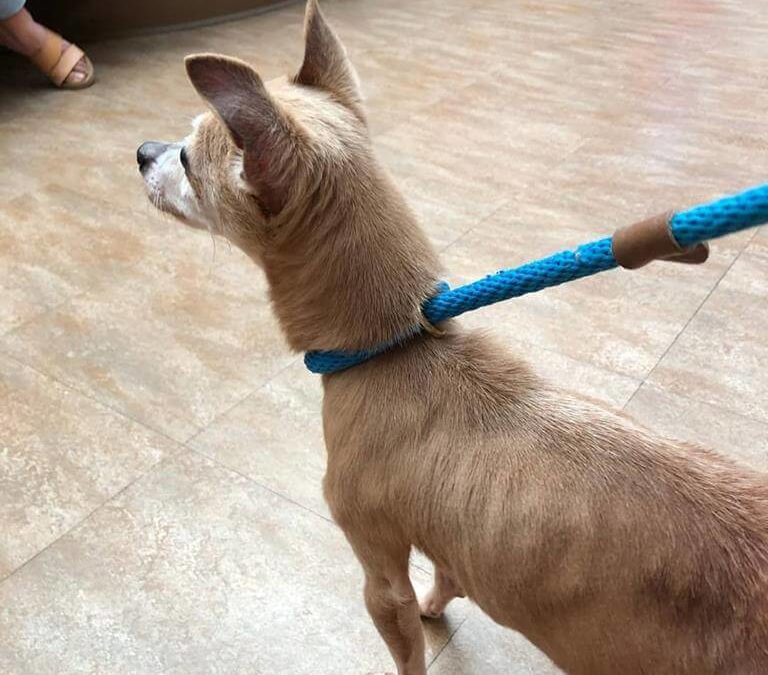 dog found at westminster mall WAGS