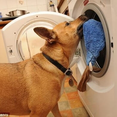 WAGS dog laundry
