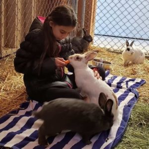 volunteer kid enjoy feed rabbit WAGS
