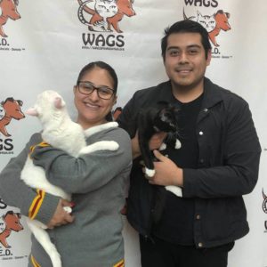 2 cute cats were adopted WAGS