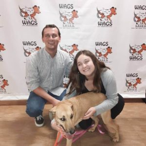 great dog WAGS is now adopted