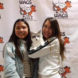 adorable cat adopted by 2 ladies WAGS