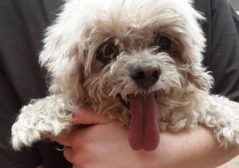 WAGS found cute happy dog