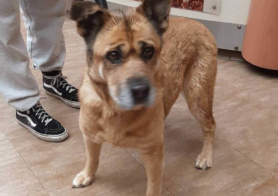 senior pet dog found by WAGS