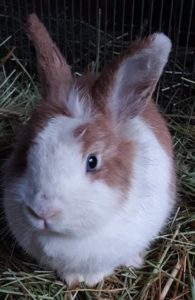wags rabbit for adoption