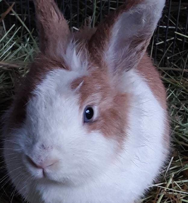 wags rabbit for adoption